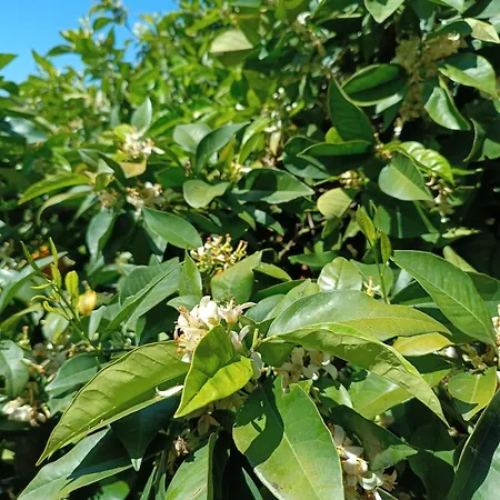 Private , 5 Min Drive From The Minia