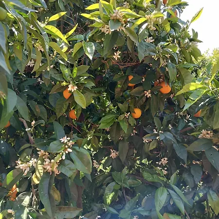 Villa Private , 5 Min Drive From The Minia